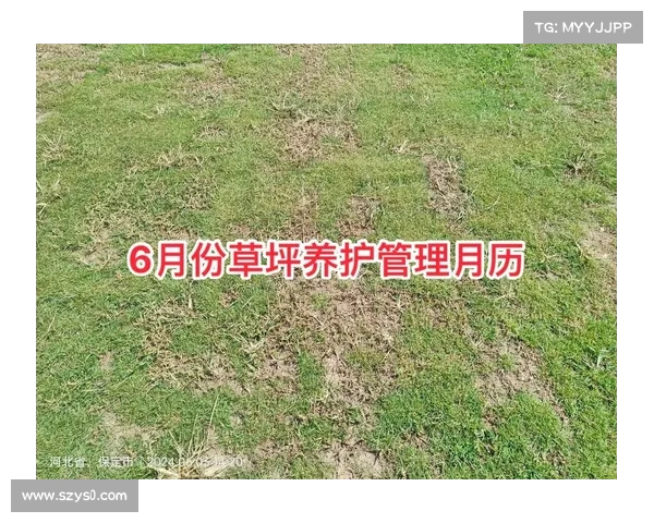 提升草坪质量的关键因素及养护技巧解析 提升草坪质量的关键因素及养护技巧解析